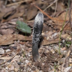 Drechmeria gunnii at Paddys River, ACT - 25 May 2022