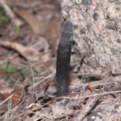 Drechmeria gunnii at Paddys River, ACT - suppressed