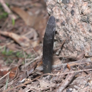 Drechmeria gunnii at Paddys River, ACT - suppressed