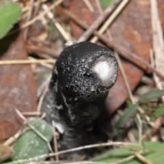 Drechmeria gunnii at Paddys River, ACT - 25 May 2022