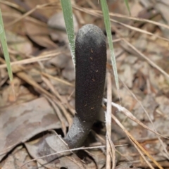 Drechmeria gunnii at Paddys River, ACT - 25 May 2022