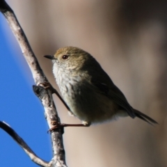 Acanthiza pusilla (Brown Thornbill) at Mount Clear, ACT - 24 May 2022 by ChrisHolder