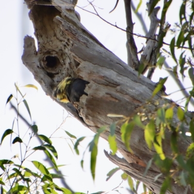Calyptorhynchus lathami lathami (Glossy Black-Cockatoo) at Broulee Moruya Nature Observation Area - 25 May 2022 by LisaH