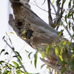 Calyptorhynchus lathami at Moruya, NSW - 25 May 2022