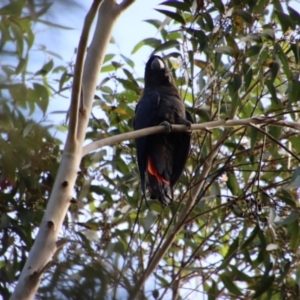 Calyptorhynchus lathami at Moruya, NSW - 25 May 2022