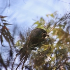 Calyptorhynchus lathami at Moruya, NSW - 25 May 2022