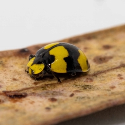 Illeis galbula (Fungus-eating Ladybird) at QPRC LGA - 23 May 2022 by MarkT