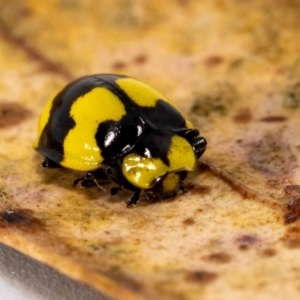 Illeis galbula at Jerrabomberra, NSW - suppressed