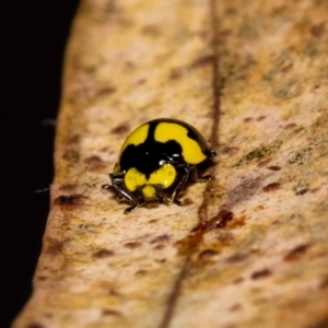 Illeis galbula at Jerrabomberra, NSW - suppressed