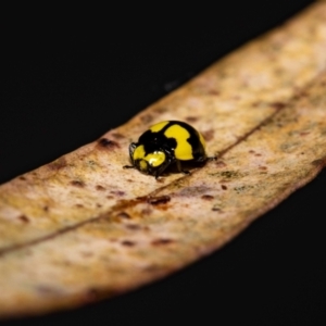 Illeis galbula at Jerrabomberra, NSW - suppressed