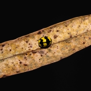 Illeis galbula at Jerrabomberra, NSW - suppressed