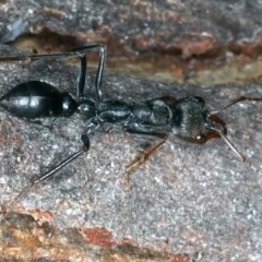 Myrmecia pyriformis (A Bull ant) at Paddys River, ACT - 19 May 2022 by jb2602