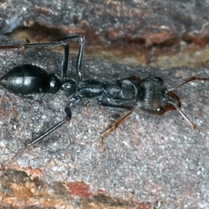 Myrmecia pyriformis at Paddys River, ACT - 19 May 2022