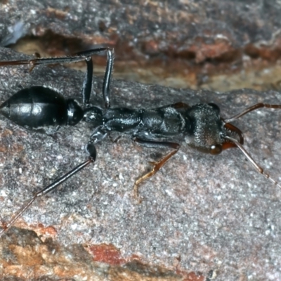 Myrmecia pyriformis (A Bull ant) at Tidbinbilla Nature Reserve - 19 May 2022 by jb2602
