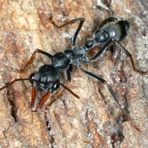 Myrmecia pyriformis at Paddys River, ACT - 19 May 2022