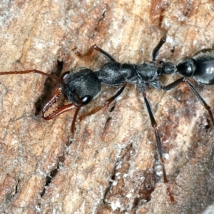 Myrmecia pyriformis at Paddys River, ACT - 19 May 2022 12:22 PM