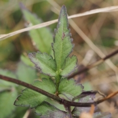 Bidens pilosa at Kambah, ACT - 9 Apr 2022