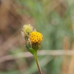 Bidens pilosa at Kambah, ACT - 9 Apr 2022