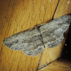 Ectropis excursaria (Common Bark Moth) at Conder, ACT - 25 Mar 2022 by MichaelBedingfield