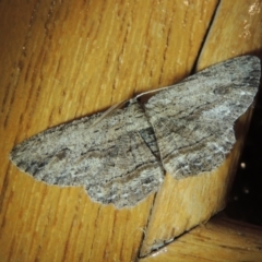 Ectropis excursaria (Common Bark Moth) at Conder, ACT - 25 Mar 2022 by michaelb