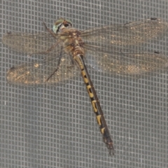 Hemicordulia australiae (Australian Emerald) at Pollinator-friendly garden Conder - 7 Feb 2022 by michaelb