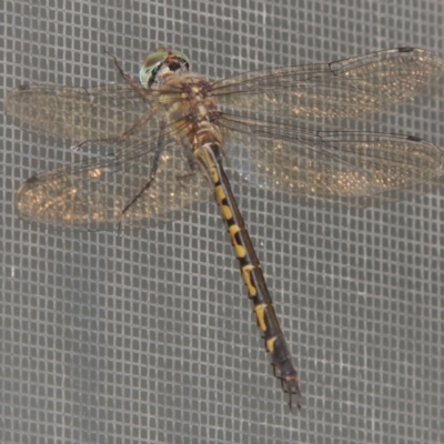 Hemicordulia australiae (Australian Emerald) at Conder, ACT - 8 Feb 2022 by MichaelBedingfield