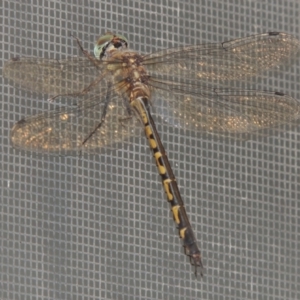 Unidentified Dragonfly (Anisoptera) (TBC) at suppressed by michaelb