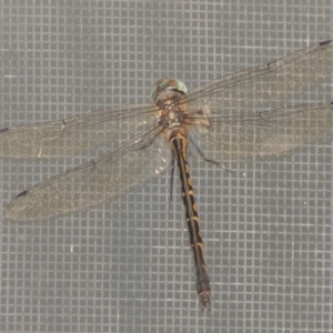 Hemicordulia australiae at Conder, ACT - 8 Feb 2022