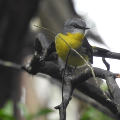 Eopsaltria australis (Eastern Yellow Robin) at Bundanoon - 23 May 2022 by GlossyGal