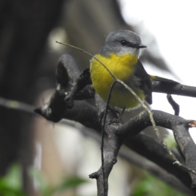 Eopsaltria australis (Eastern Yellow Robin) at Wingecarribee Local Government Area - 23 May 2022 by GlossyGal