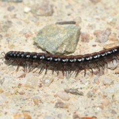 Paradoxosomatidae sp. (family) (Millipede) at Tidbinbilla Nature Reserve - 25 May 2022 by TimL