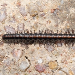 Paradoxosomatidae sp. (family) at Paddys River, ACT - 25 May 2022