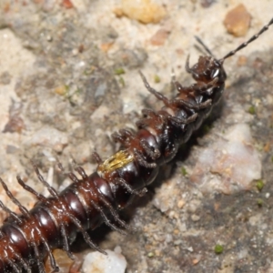 Paradoxosomatidae sp. (family) at Paddys River, ACT - 25 May 2022