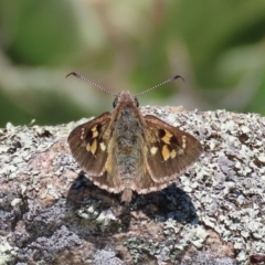 Trapezites phigalia (Heath Ochre) at Calwell, ACT - 31 Oct 2021 by OwenH