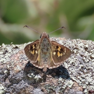 Trapezites phigalia at Calwell, ACT - 31 Oct 2021 11:43 AM