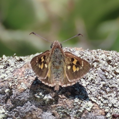 Trapezites phigalia (Heath Ochre) at Tuggeranong Hill - 31 Oct 2021 by OwenH