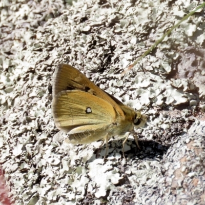 Trapezites luteus (Yellow Ochre, Rare White-spot Skipper) at Theodore, ACT - 9 Mar 2021 by owenh