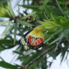 Delias argenthona (Scarlet Jezebel) at Theodore, ACT - 26 Jan 2011 by owenh