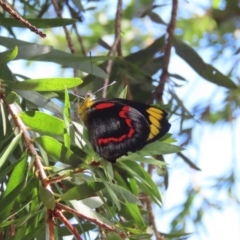 Delias nigrina (Black Jezebel) at Theodore, ACT - 16 Apr 2022 by owenh