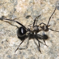 Polyrhachis semiaurata (A golden spiny ant) at Tidbinbilla Nature Reserve - 25 May 2022 by TimL
