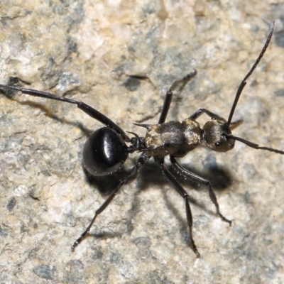 Polyrhachis semiaurata (A golden spiny ant) at Tidbinbilla Nature Reserve - 25 May 2022 by TimL