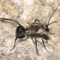 Polyrhachis semiaurata at Paddys River, ACT - 25 May 2022