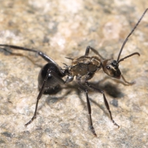 Polyrhachis semiaurata at Paddys River, ACT - 25 May 2022 11:41 AM