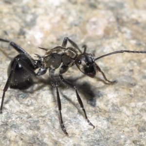 Polyrhachis semiaurata at Paddys River, ACT - 25 May 2022 11:41 AM