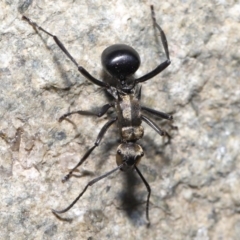 Polyrhachis semiaurata at Paddys River, ACT - 25 May 2022 11:41 AM