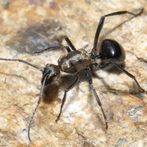 Polyrhachis semiaurata at Paddys River, ACT - 25 May 2022