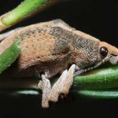 Gonipterus sp. (genus) (Eucalyptus Weevil) at Tidbinbilla Nature Reserve - 25 May 2022 by TimL