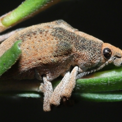 Gonipterus sp. (genus) (Eucalyptus Weevil) at Paddys River, ACT - 25 May 2022 by TimL