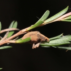 Gonipterus sp. (genus) at Paddys River, ACT - 25 May 2022 12:22 PM