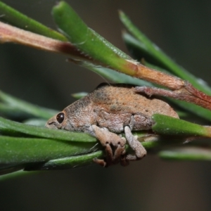 Gonipterus sp. (genus) at Paddys River, ACT - 25 May 2022